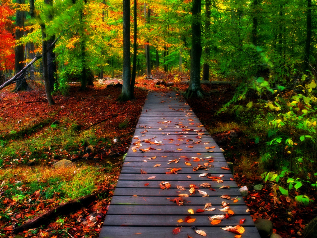 lush forest landscape with wooden pathway covered in autumn leaves